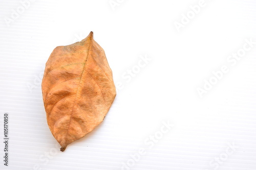 dry leaf on white background.