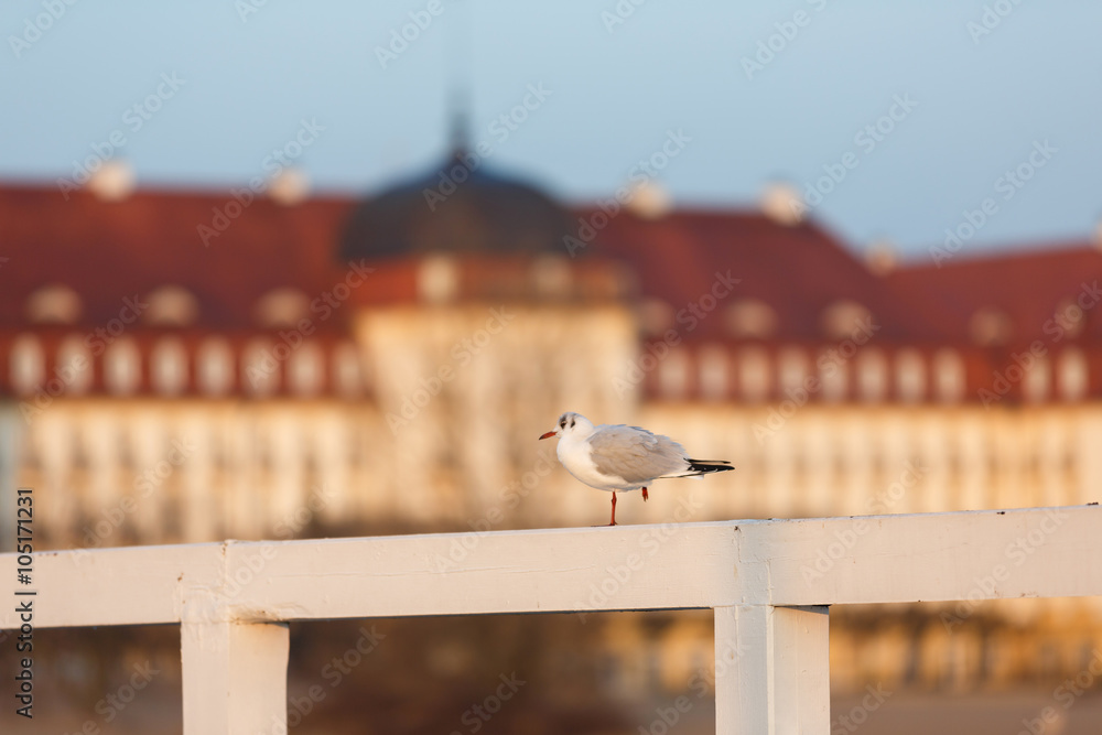 Naklejka premium Seagull on the wooden pier on the backgroud of Grand Hotel during the sunrise