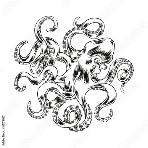 Octopus hand drawn vector illustration. Engraved vector octopus