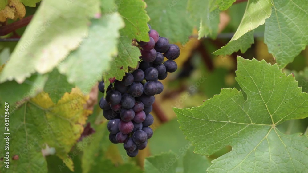Bunch of grapes moving slightly in the wind Bunch of grapes moving slightly in the wind