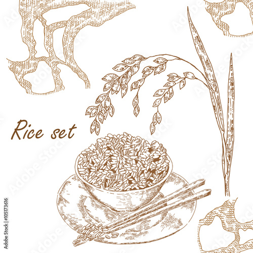 Hand drawn vector illustration rice plant