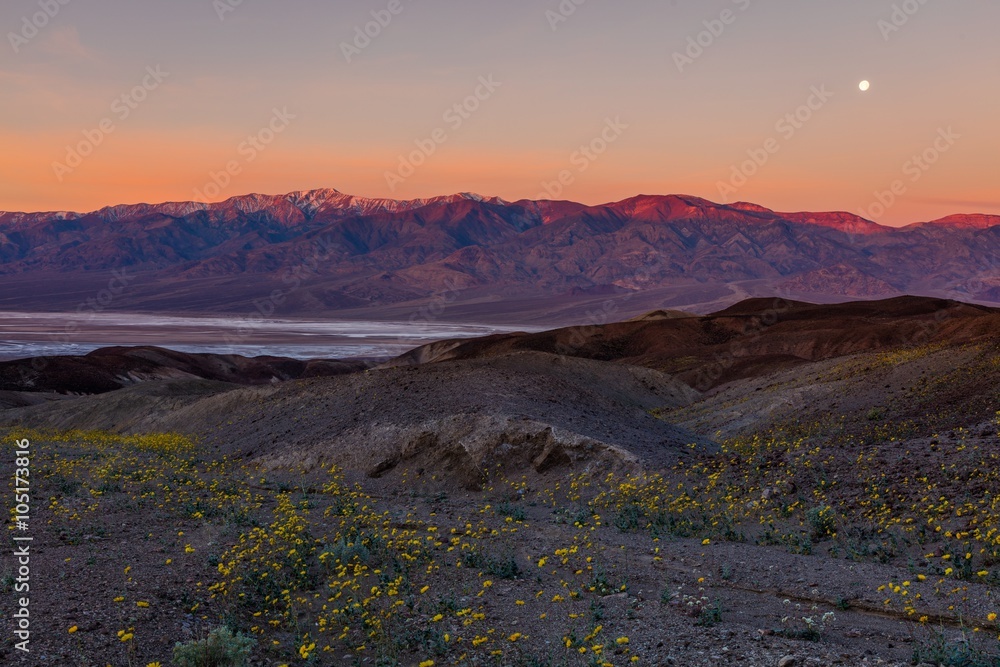 Yellow flowers on a background of mountains. Sanset at Artist's Drive, Death Valley National Park