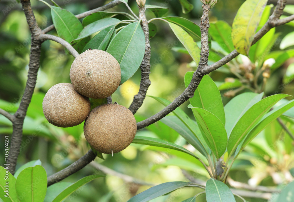 Ripening Sapodilla fruits in an organic garden. Other names - Zapota, Chikkoo Sapota. Sapodilla is a tropical, evergreen tree fruit (berry) with exceptionally sweet and malty flavor. Ripening Sapodilla fruits in an organic garden. Other names - Zapota, Chikkoo Sapota. Sapodilla is a tropical, evergreen tree fruit (berry) with exceptionally sweet and malty flavor.