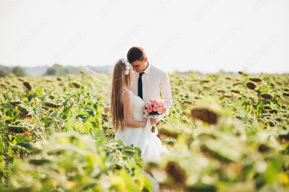 Wedding couple kissing and posing in a field of sunflowers Wedding couple kissing and posing in a field of sunflowers