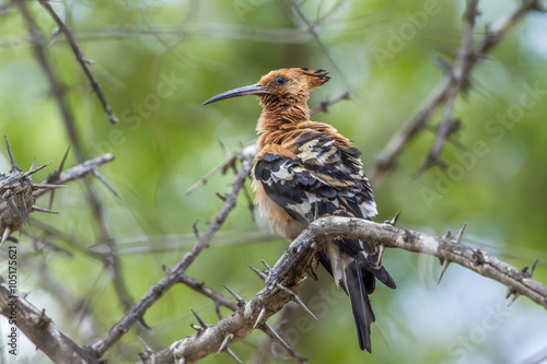 African hoopoe in Kruger National park, South Africa