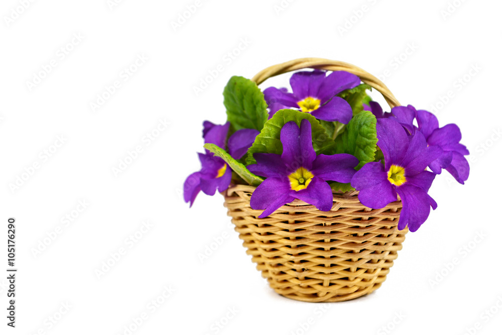 Obraz premium Mothers Day flowers. Spring flowers in the basket