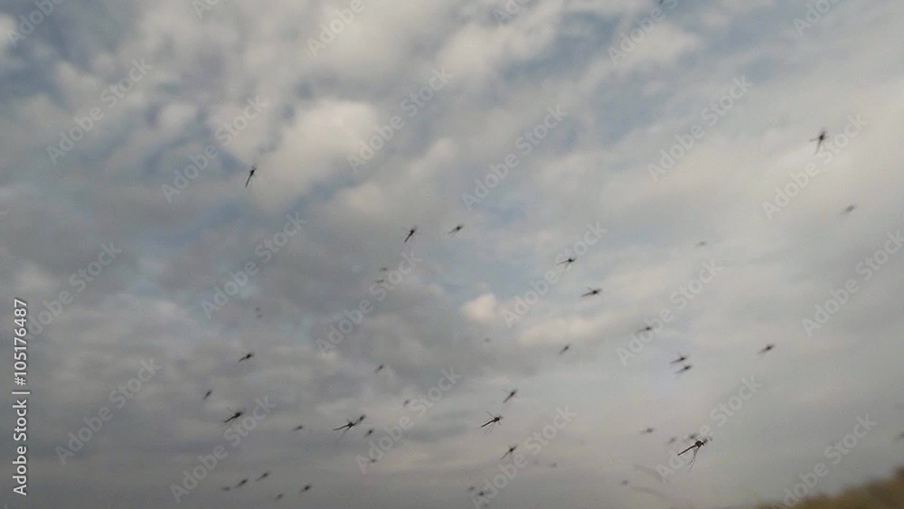 Immense Cloud of Mosquitoes in The Summer Descends on an Empty Beach Dzharylgach Island Immense Cloud of Mosquitoes in The Summer Descends on an Empty Beach Dzharylgach Island