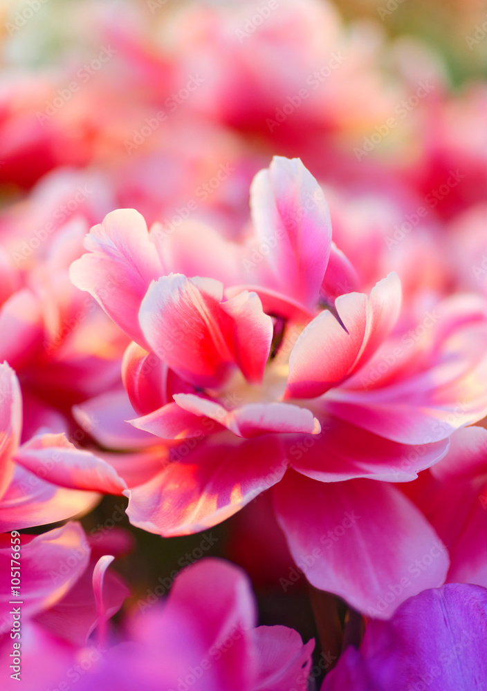 Fresh pink white red tulips