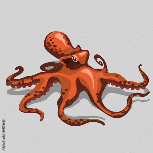 Orange octopus closeup, isolated vector 