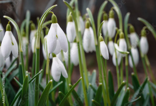 Beautiful Galanthus blossom out in a spring garden.