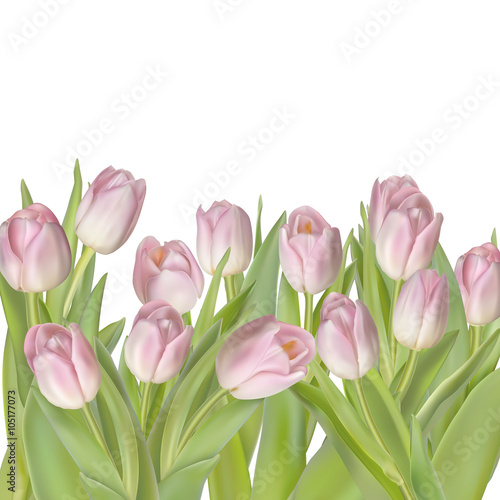 Tulips isolated on white. EPS 10
