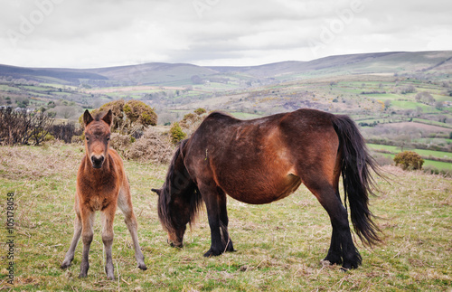 Dartmoor ponies