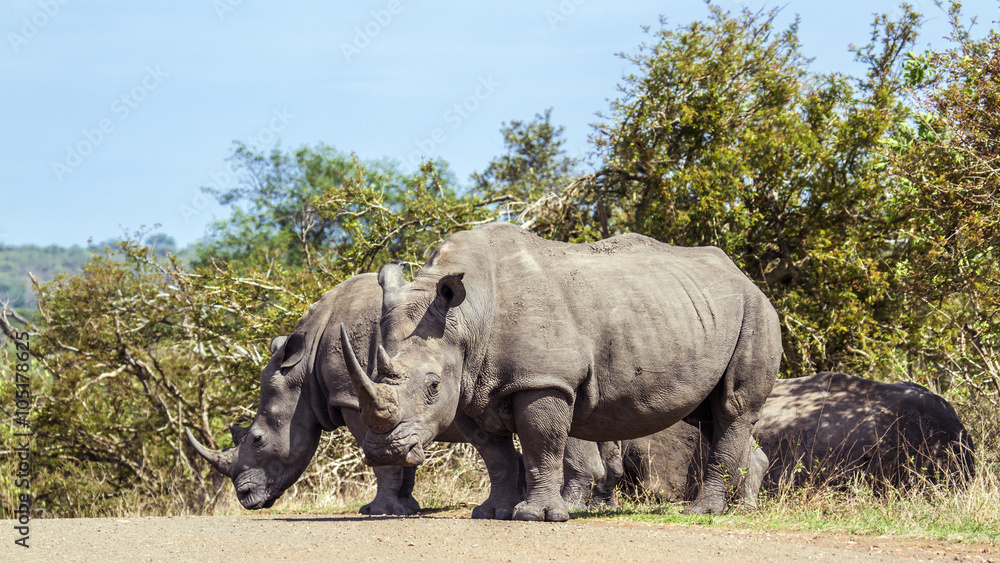 Fototapeta premium Southern white rhinoceros in Kruger National park, South Africa