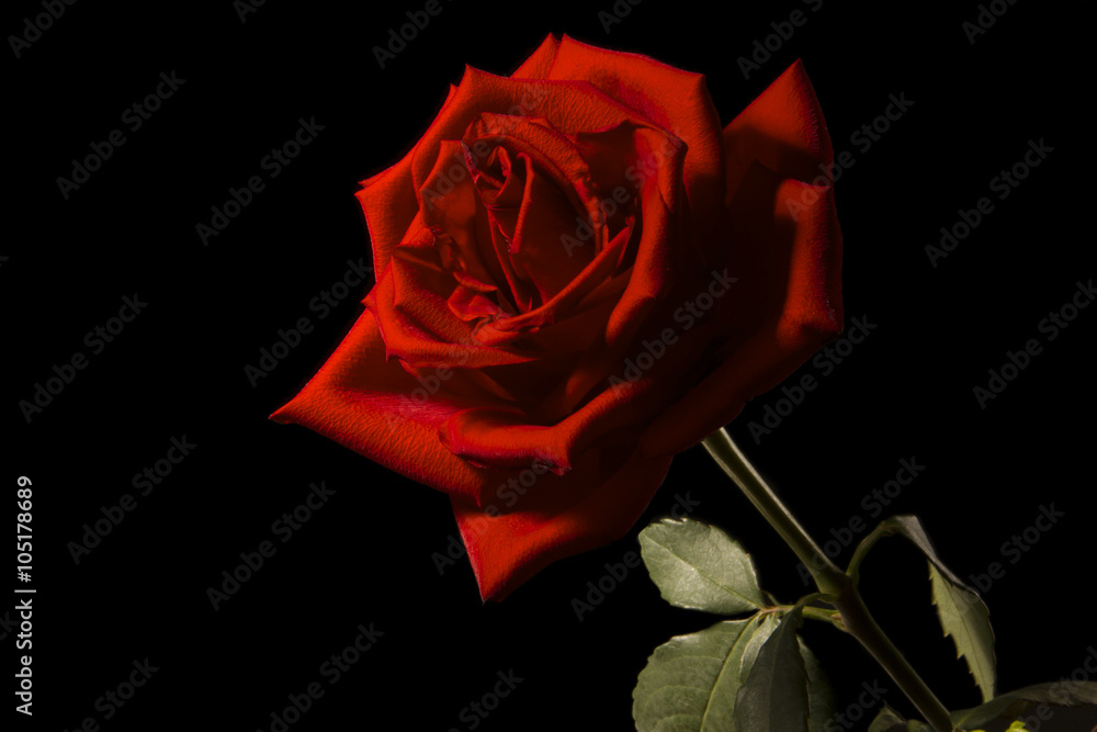 Obraz premium Red rose isolated on a black background