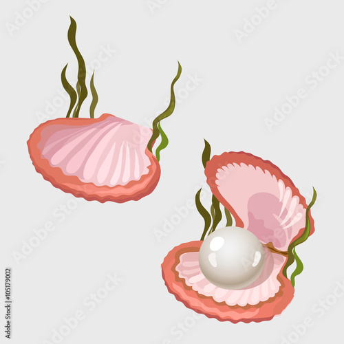 Pink shell with pearl and algae, image isolated 