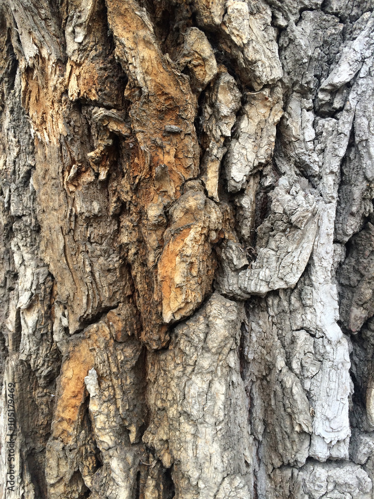 Fototapeta premium Wooden texture