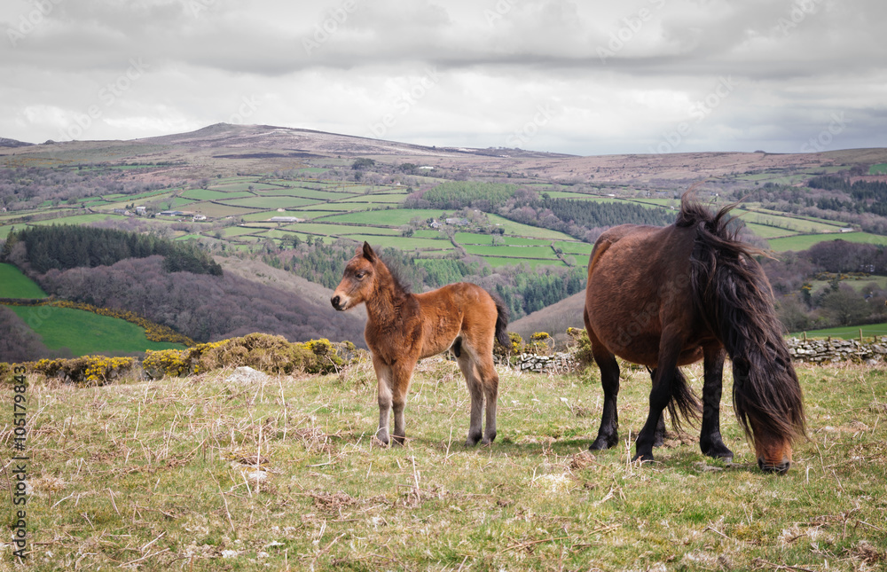 Obraz premium Dartmoor ponies
