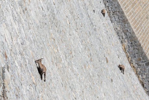 Stambecchi equilibristi sulla diga del Lago Cingino, Valle Antrona, Piemonte, Italia photo