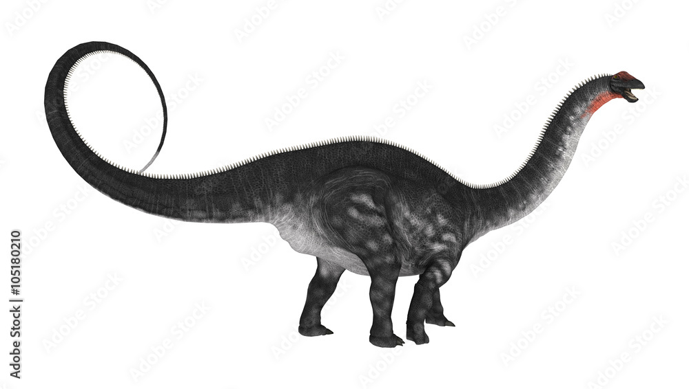 Dinosaur Apatosaurus on White Dinosaur Apatosaurus on White