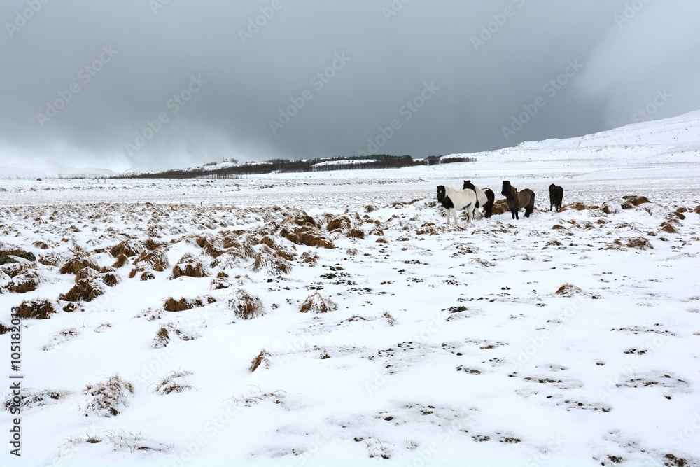 Fototapeta premium icelandic horses in a snowy countryside