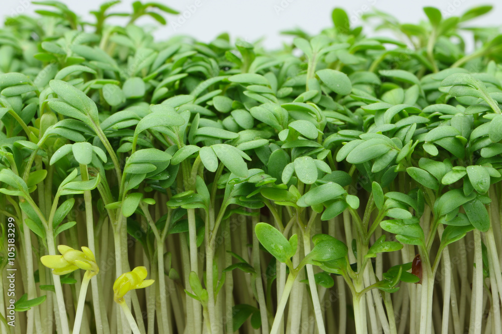 Obraz premium Kresse