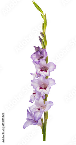 Obraz na płótnie purple gladiolus isolated
