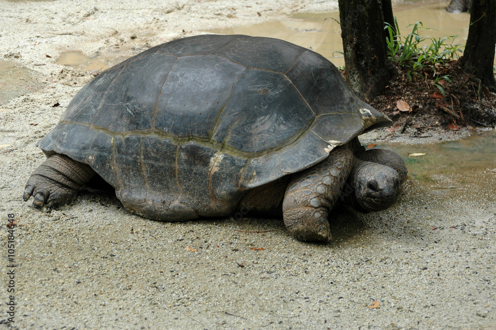 Giant Turtle on Riverbank Sarawak Borneo Giant Turtle on Riverbank Sarawak Borneo
