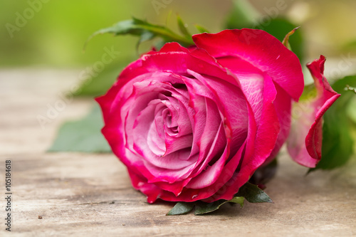 Perfect pink rose flower on wood outdoors
