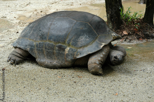 Giant Turtle on Riverbank Sarawak Borneo