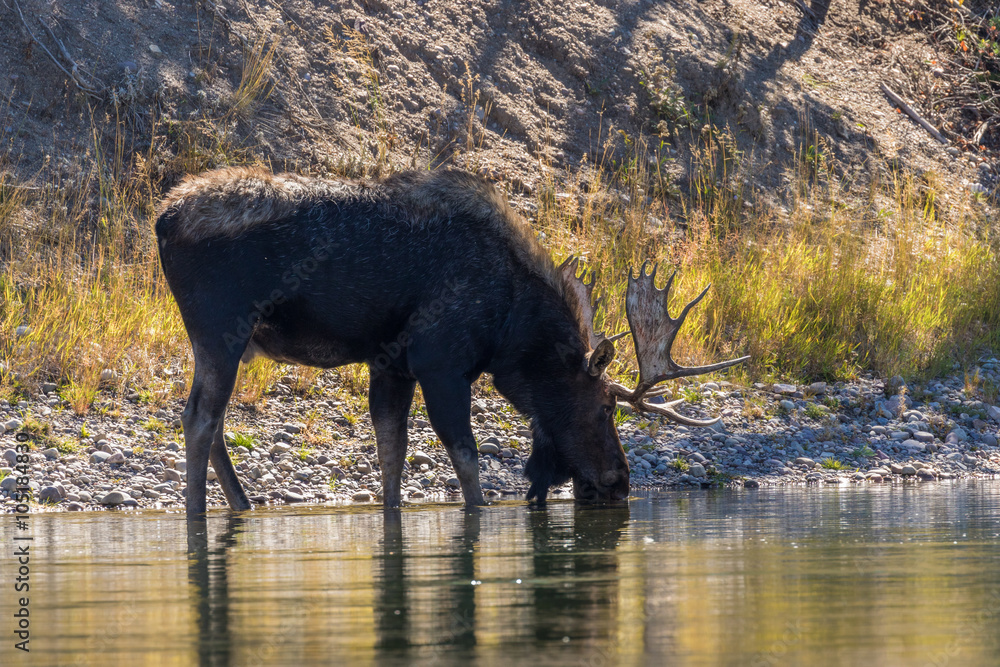 Bull Moose in River Bull Moose in River