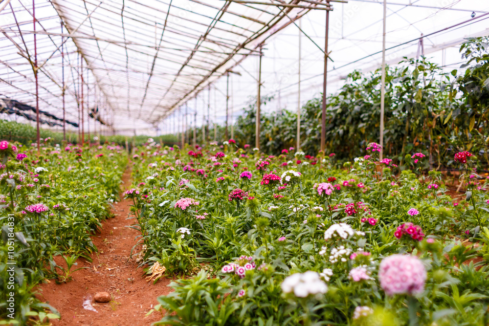 Planting flowers in the greenhouse at Dalat city, Lam Dong province, plateau of Viet Nam, SouthEast Asia