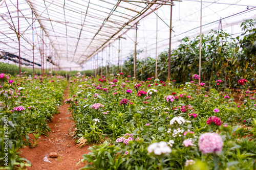Planting flowers in the greenhouse at Dalat city  Lam Dong province  plateau of Viet Nam  SouthEast Asia