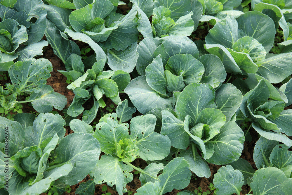 green cabbage in growth at vegetable garden green cabbage in growth at vegetable garden
