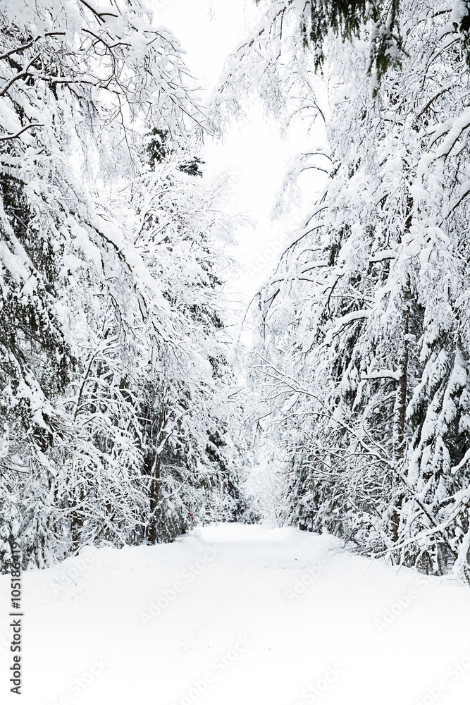 Russian winter forest in snow