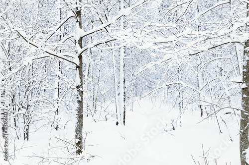 russian winter forest road in snow