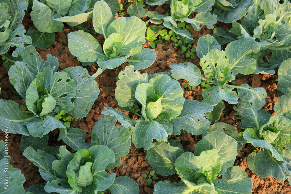 Naklejka premium green cabbage in growth at vegetable garden