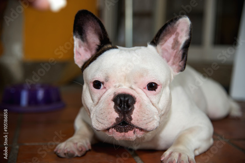 Front side French bulldog looks smart