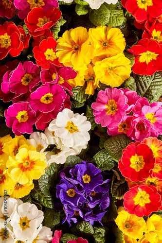 Fototapeta Naklejka Na Ścianę i Meble -  Close up on colorful primrose flowers