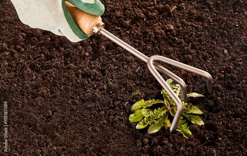 Gardener weeding a flowerbed