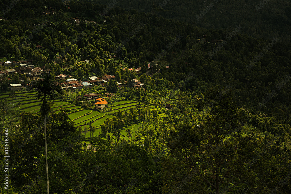 Fototapeta premium The ray of sunshine in the rice plantations. The view of the rice paddies, mountains and jungle