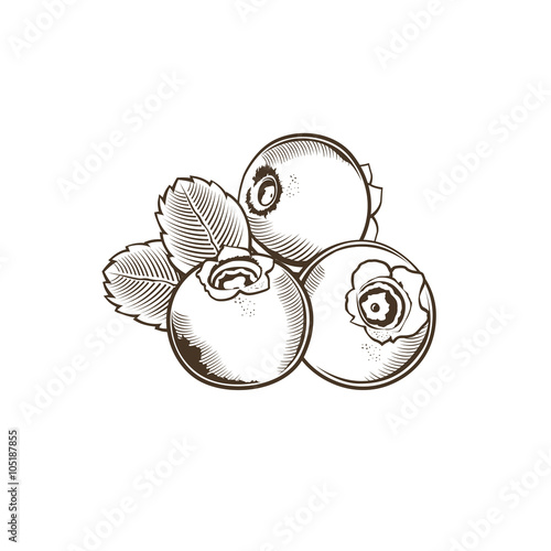 Bilberry in vintage style. Line art vector illustration