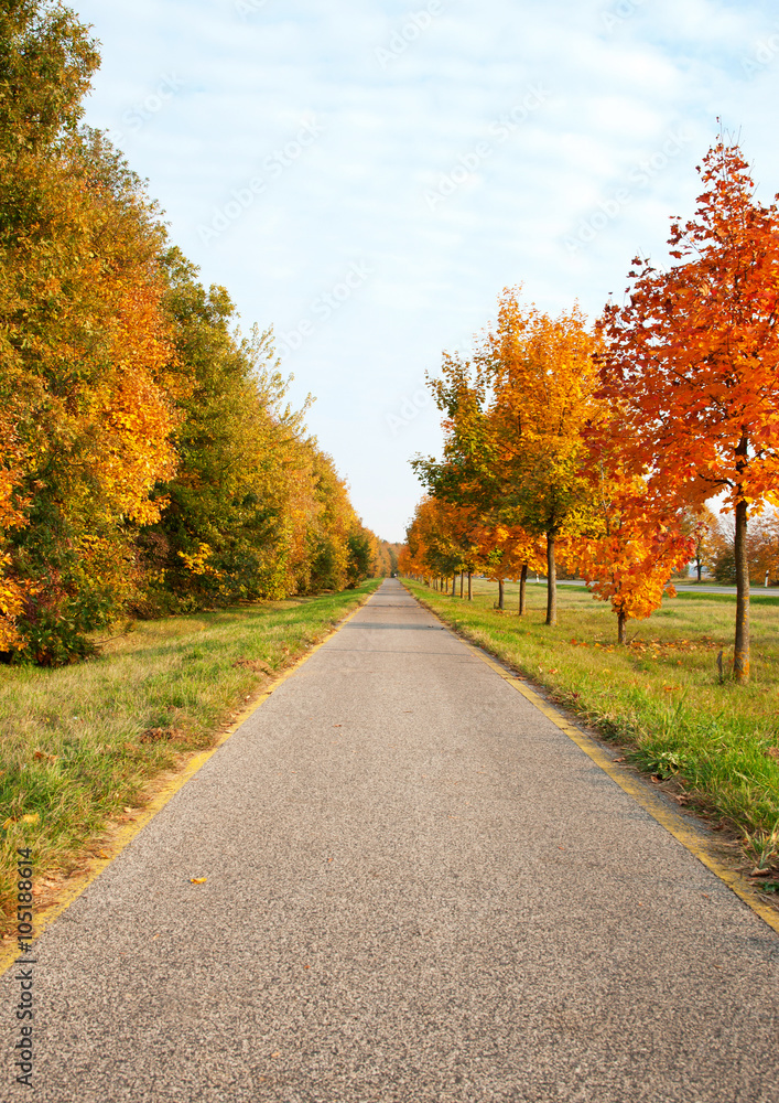 Bicycle road leads across the autumn trees Bicycle road leads across the autumn trees