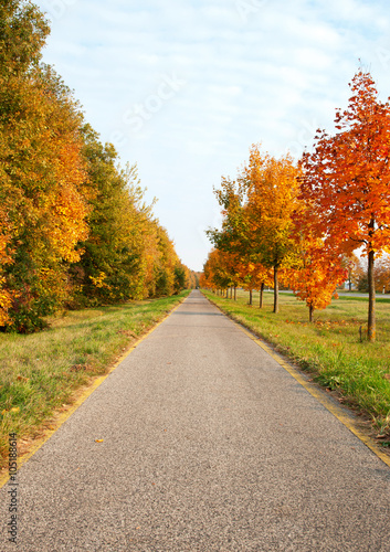 Bicycle road leads across the autumn trees