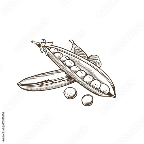 Green pea in vintage style. Line art vector illustration