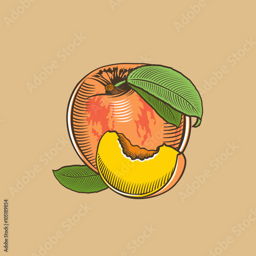 Peach in vintage style. Colored vector illustration