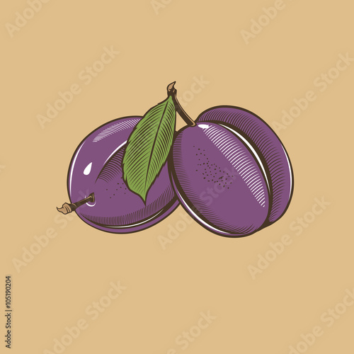 Plums in vintage style. Colored vector illustration