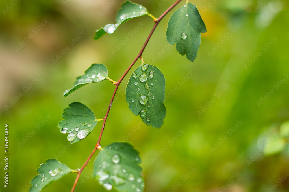 Obraz premium grass with rain drops macro #