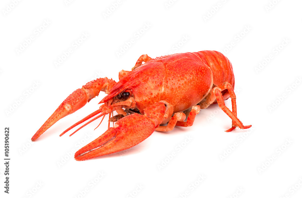 Boiled crawfish Boiled crawfish