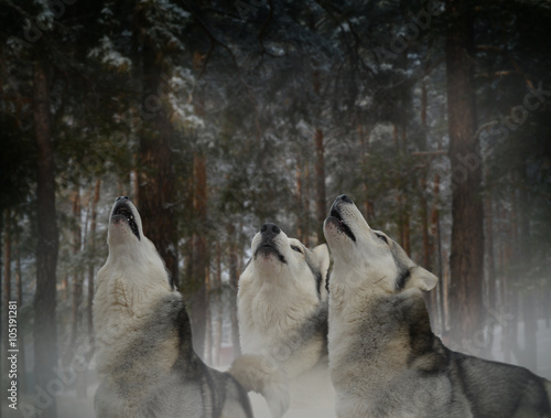 Fototapeta Naklejka Na Ścianę i Meble -  howl at the moon threesome fun