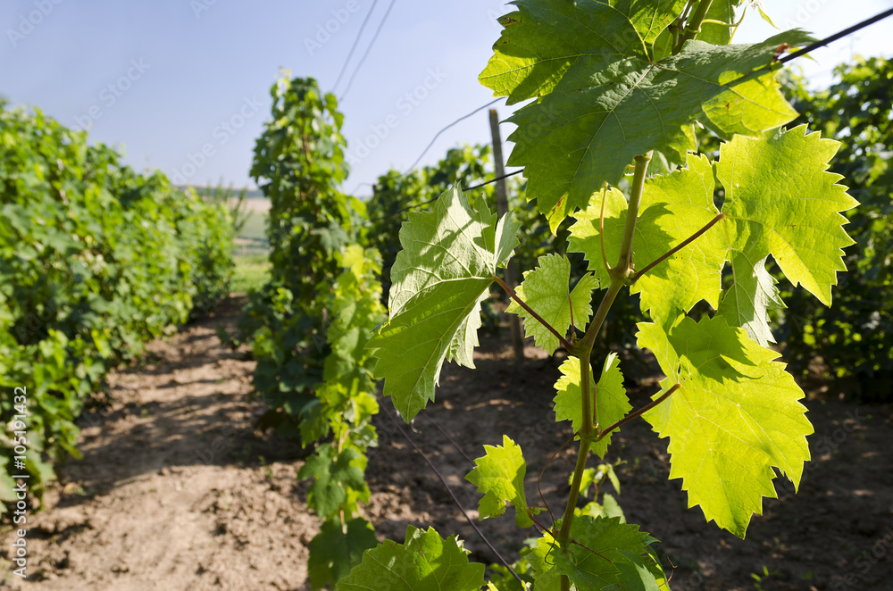 Landscape  in the vineyard in the summer, Katselovo, Bulgaria